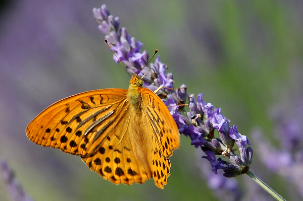 Papillon sur lavande en Ardèche